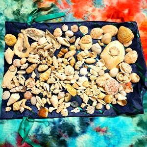Seashells For Crafters, Teachers, Decorators